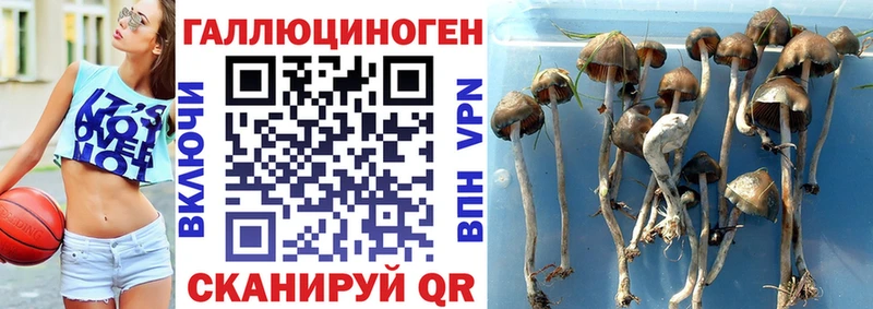 Псилоцибиновые грибы Psilocybine cubensis Купино